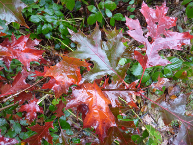 Feuilles découpées dont la face supérieure est plus luisante que chez le chêne rouge et prennant une teinte rouge écarlate à l'automne puis devenant marron juste avant de tomber. Agrandir dans une nouvelle fenêtre (ou onglet)